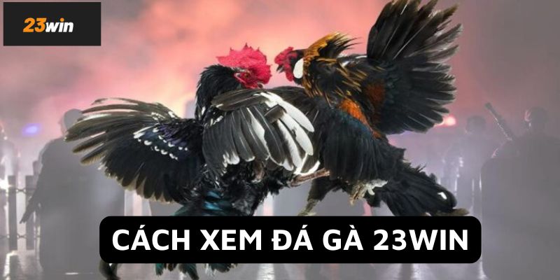 Cách xem đá gà 23Win chuẩn