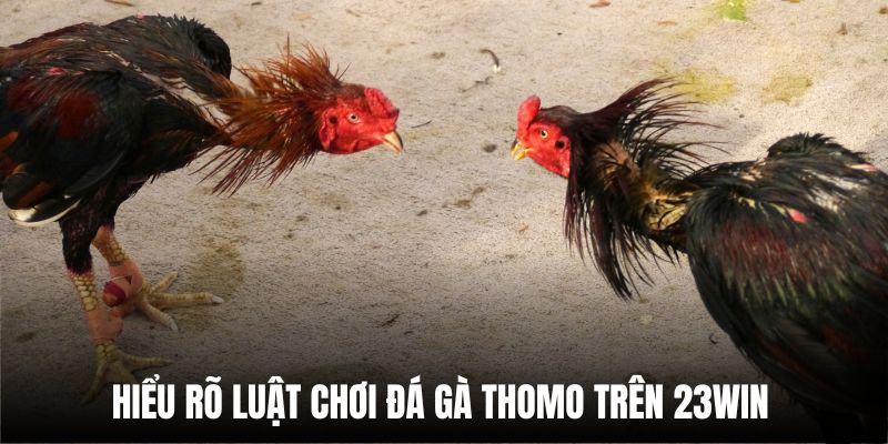 Hiểu rõ luật chơi đá gà Thomo trên 23Win